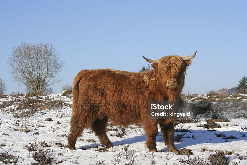 Vaca - Foto de stock de Agricultura libre de derechos