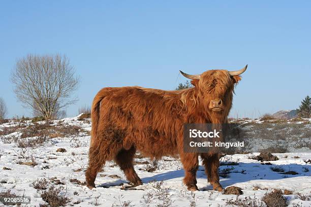 Vaca Foto de stock y más banco de imágenes de Agricultura - Agricultura, Aire libre, Animal