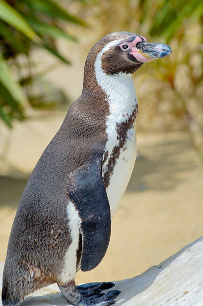 Penguin at the zoo stock photo