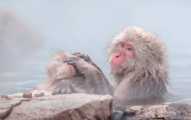 istock Monkey in winter in Nagano, Japan. 920856790