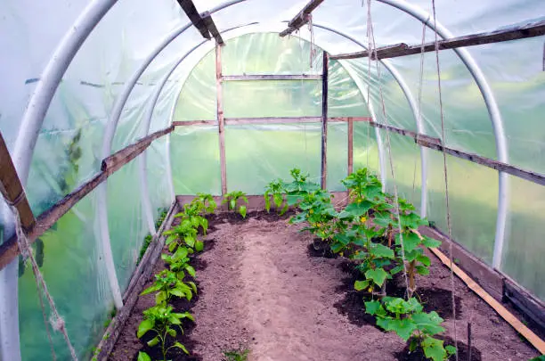 Primitive plastic greenhouse with pepper and cucumber sprouts in spring