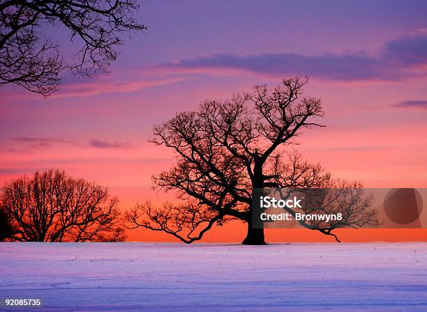 Eiche Auf Winter Sonnenuntergang Stockfoto und mehr Bilder von Baum - Baum, Blau, Bunt - Farbton