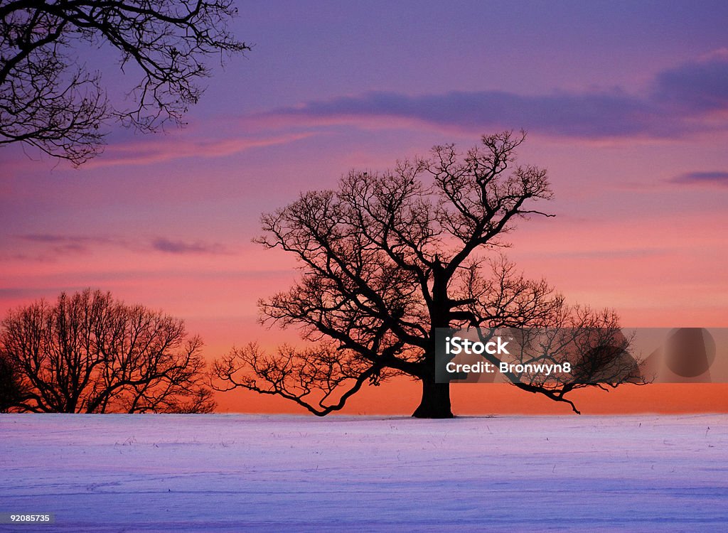 Chêne contre coucher de soleil hivernal - Photo de Arbre libre de droits