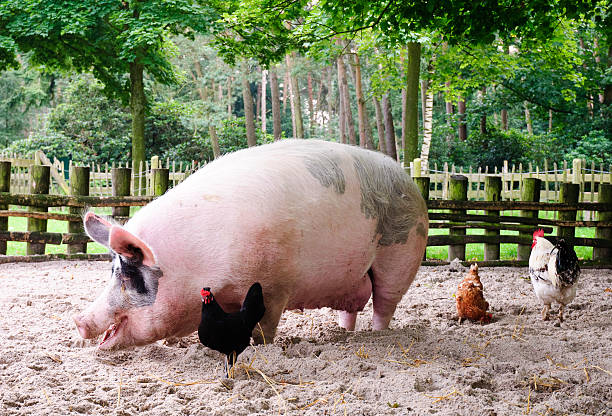 Huge Pig stock photo