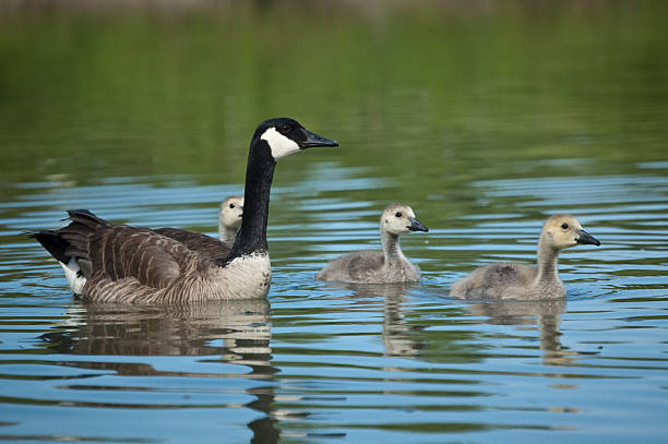 istock Canada Goose with Goslings on Pond 92085763
