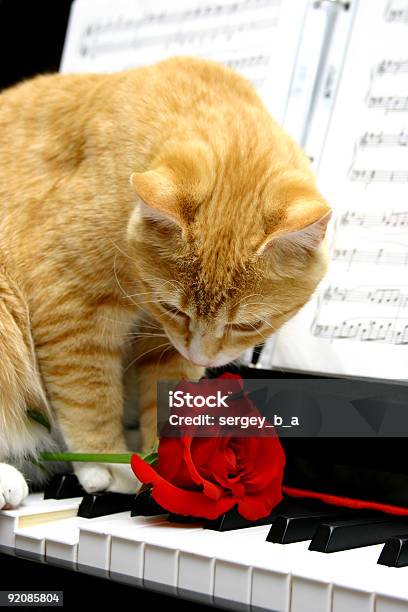Cat - ピアノのストックフォトや画像を多数ご用意 - ピアノ, 子猫, やわらか
