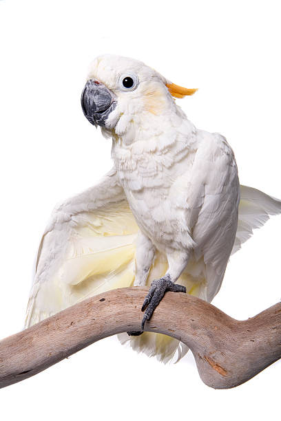 istock Cockatoo, Citron, isolated on white 92085860