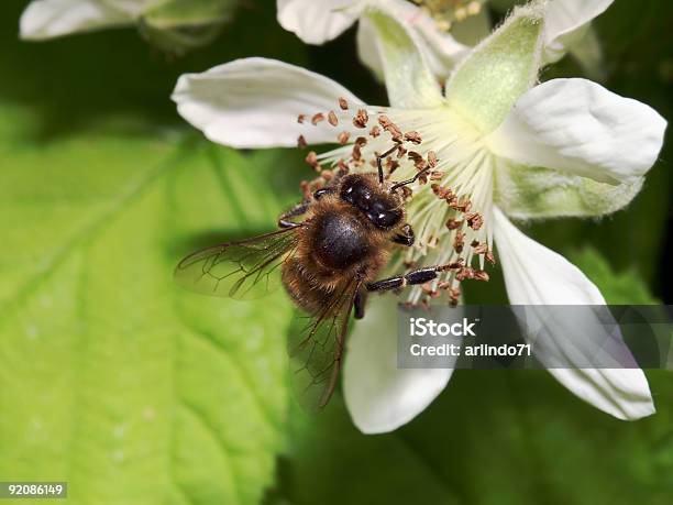 Pszczoły Miodnej W Blackberry Blossom 01 - zdjęcia stockowe i więcej obrazów Jeżyna - Jeżyna, Pszczoła miodna, Biały