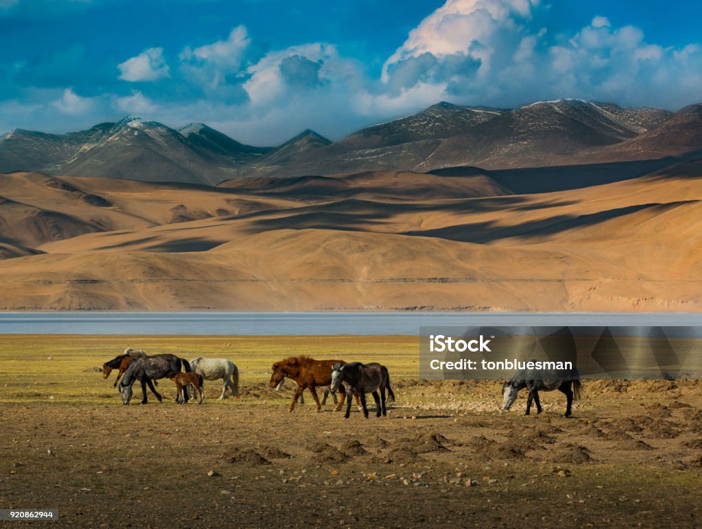 Beautiful Wild Horse Live At Moriri Lake Leh Ladakh India Stock Photo -  Download Image Now - iStock