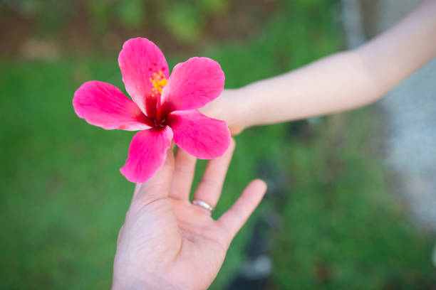 istock Parent and child hands handing hibiscus flower 920863122