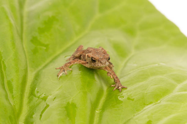 żaba - frogger zdjęcia i obrazy z banku zdjęć