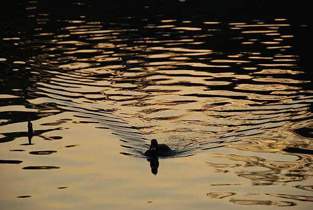 Photo of Ripples made by Duck in Silhouette