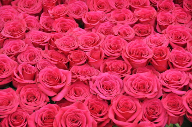 istock Bouquet of pink roses 920875328