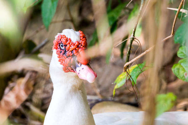 Muscovy duck with red growth on its head hiding in thicket incubating its eggs and looking at the camera