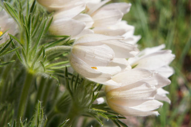 Anemone patens white flowers close up with green