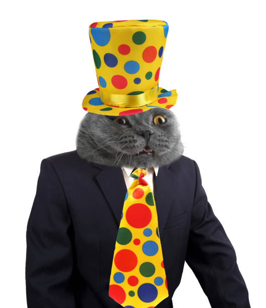istock Boss cat on the party 920882798