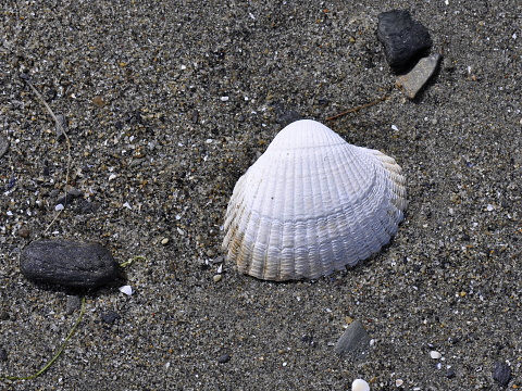 White cockle laying on a sandy beach