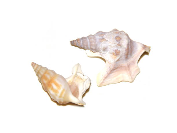 istock Aporrhais pespelecani 920891650