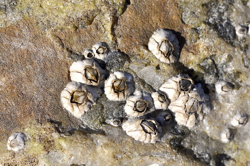 Closeuop on barnacle Balanus balanoides on a stone
