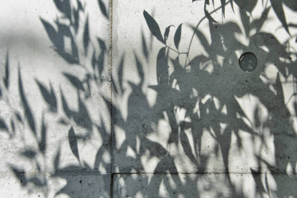 istock Shade of tree's leaves on the concrete wall 920894290