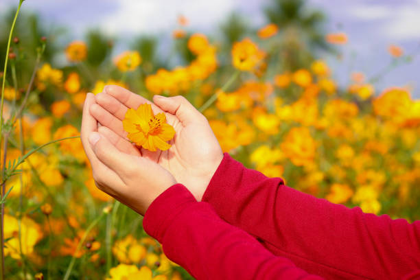 istock Beautiful orange cosmos flower on hand 920897244