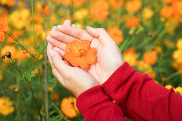 Beautiful orange cosmos flower on girl's hand in cosmos flower garden