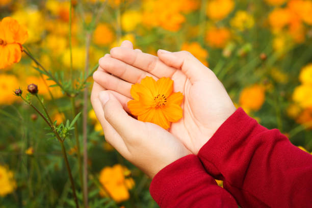 istock Beautiful orange cosmos flower on hand 920897304