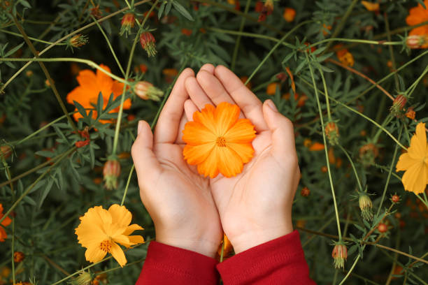 istock Beautiful orange cosmos flower on hand 920897310