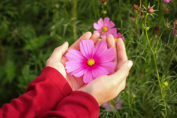 istock Beautiful light pink cosmos flower on hand 920897360