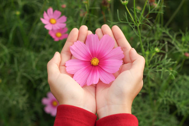istock Beautiful light pink cosmos flower on hand 920897364