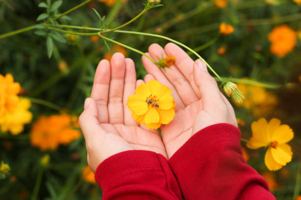 istock Beautiful yellow cosmos flower and bee on hand 920897386