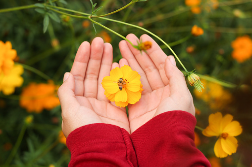 Beautiful yellow cosmos flower and little bee on soft hand in colorful garden in beautiful day