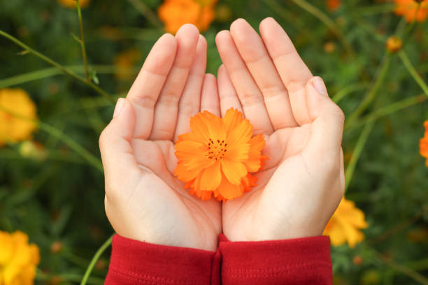 istock Beautiful orange cosmos flower on hand 920897468