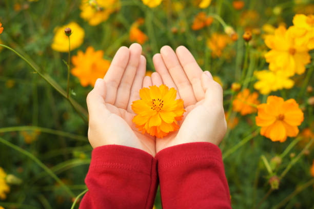 istock Beautiful orange cosmos flower on hand 920897476