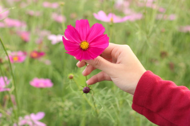 istock Beautiful pink cosmos flower on hand 920897494