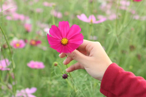 istock Beautiful pink cosmos flower on hand 920897496
