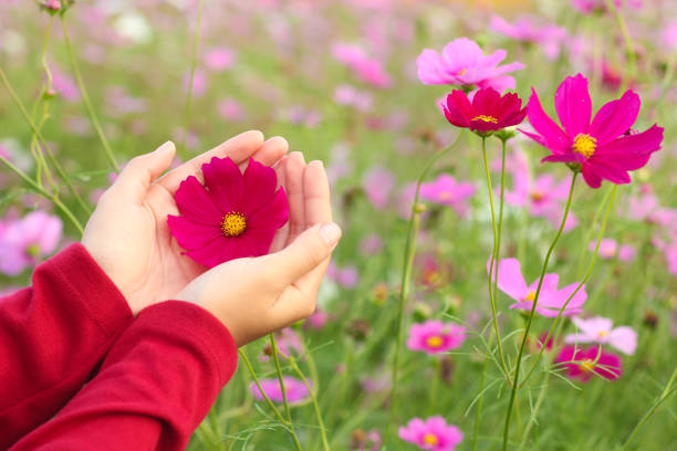 istock Beautiful pink cosmos flower on hand 920897522