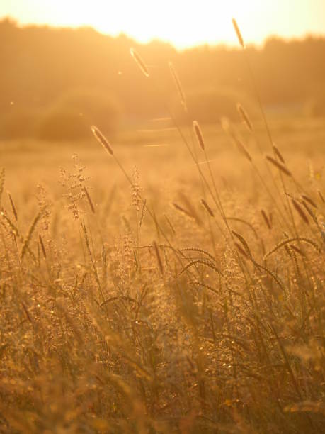 istock Whispering Reed Silhouette At Smokey SunsetSunset colored smoke and Reeds 920902304