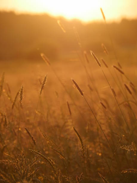 istock Whispering Reed Silhouette At Smokey SunsetSunset colored smoke and Reeds 920902328