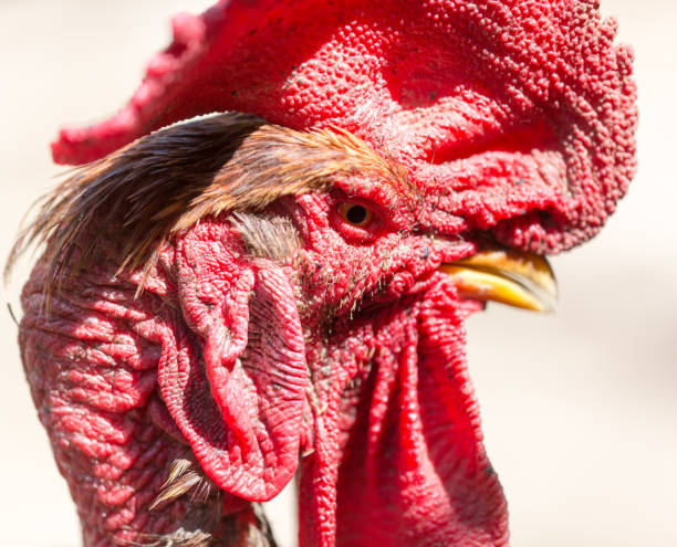 istock Rooster with a bare neck on the farm 920902646