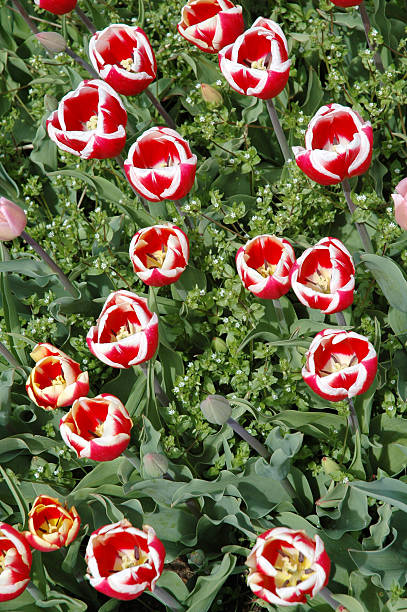 Red and White Tulip Flower Field stock photo