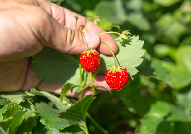 istock Red strawberry in hand in the garden 920903072