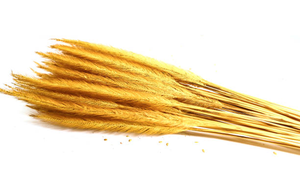 istock Closeup gold Feather Pennisetum, Mission grass isolated on white background 920905806