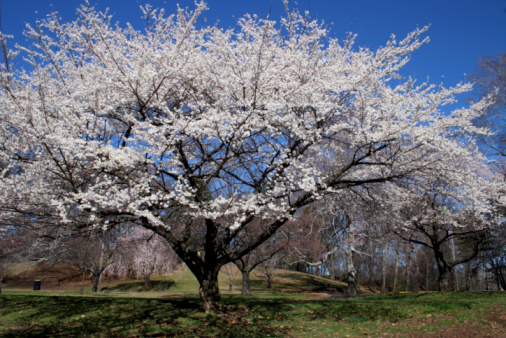 Macro photo of a almond blossoms in the Quinta De Los Molinos, Madrid, MD, Spain