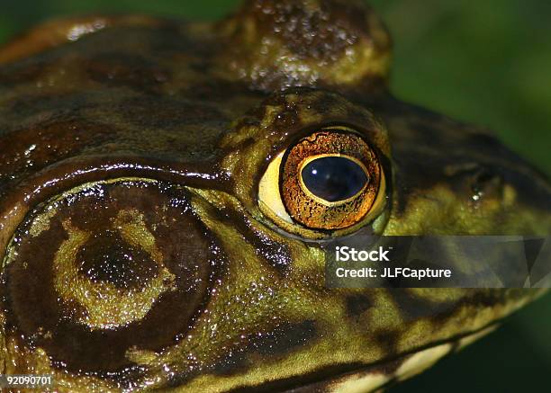 Nahaufnahme Ochsenfroschs Eye Stockfoto und mehr Bilder von Farbbild - Farbbild, Fotografie, Horizontal