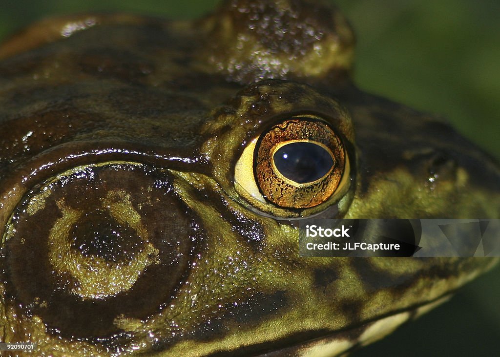 Detalhe do olho de Bullfrog - Foto de stock de Fotografia - Imagem royalty-free