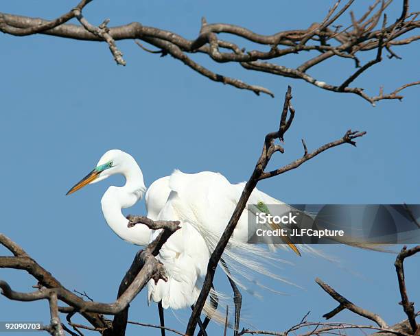 Garceta Grande Par Foto de stock y más banco de imágenes de Aire libre - Aire libre, Animal, Apareamiento