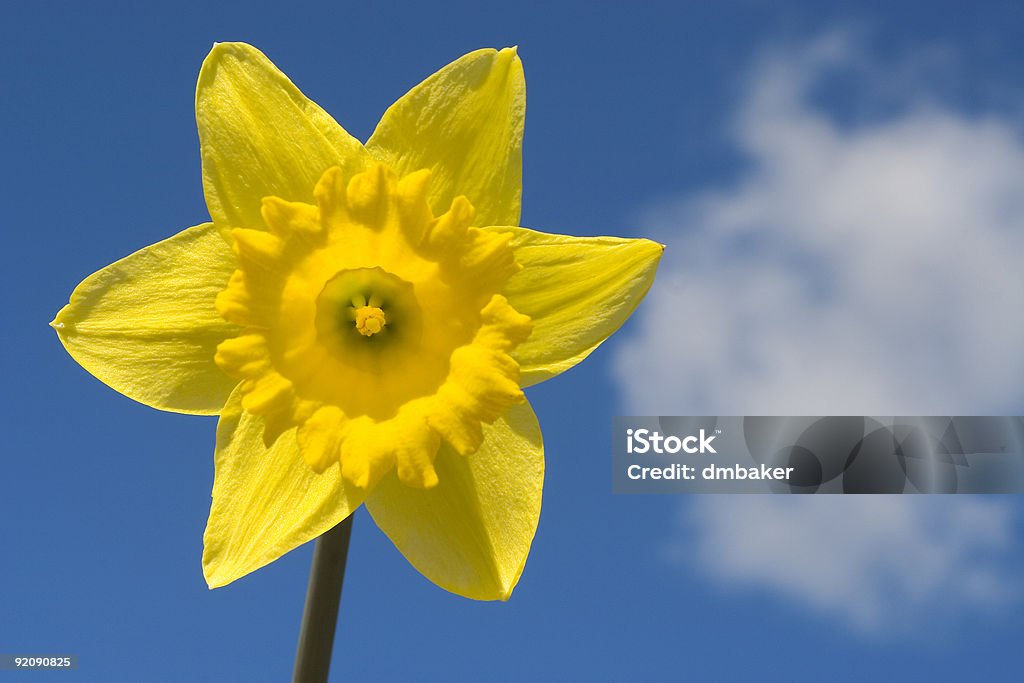 Fiori di Narciso e Cloud - Foto stock royalty-free di Narciso - Liliacee