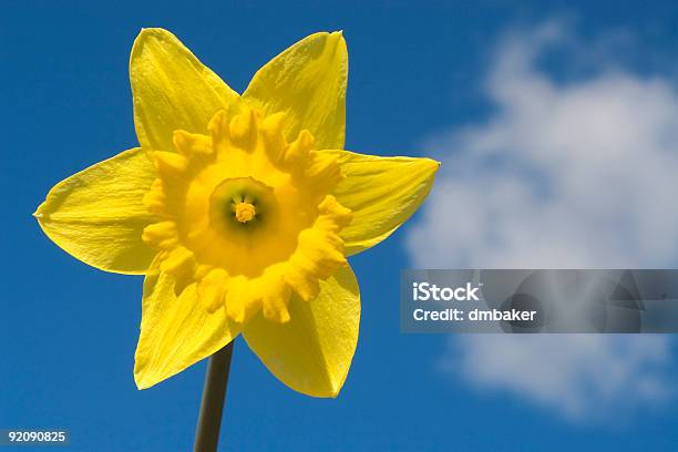 Fiori Di Narciso E Cloud - Fotografie stock e altre immagini di Narciso - Liliacee - Narciso - Liliacee, Galles, Aiuola