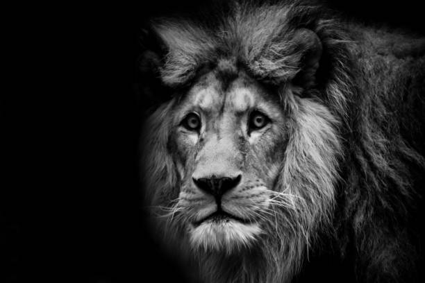 istock Black and white dark poster lion. 920908366